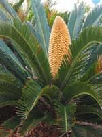 Sago palm